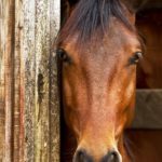 liability waivers in the horse industry liability waivers in the horse industry